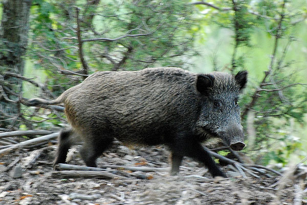 IL CINGHIALE